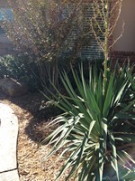 Smart Lawn and Landscape