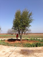 Smart Lawn and Landscape