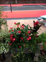 Smart Lawn and Landscape